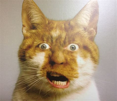 An Orange And White Cat Has Its Mouth Open With Its Eyes Wide Open