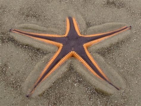 Fun Facts About The Royal Starfish Wild Animals Amino
