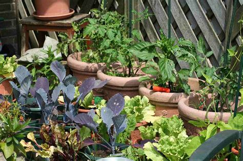 Kitchen Garden Advantages And Disadvantages Gardening Tips