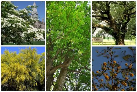 5 Thorn Trees You Will Find Growing In Texas