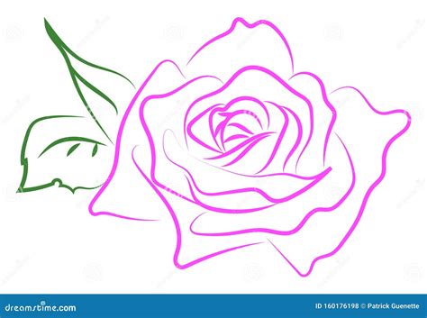 Pink Rose Drawing Illustration Vector Stock Vector Illustration Of