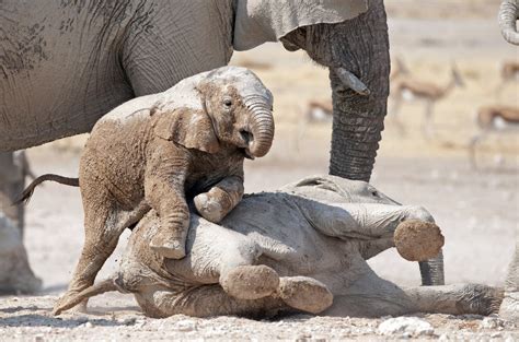 10 things elephants can only do in the wild