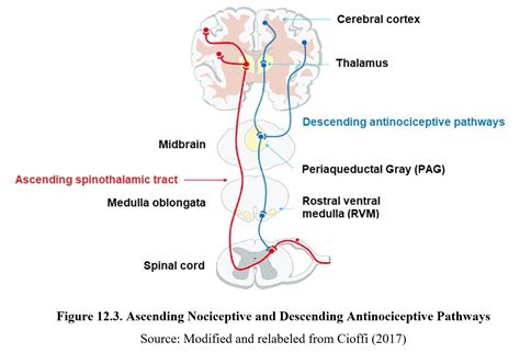 Chapter 12 Opioids Drugs And Behavior