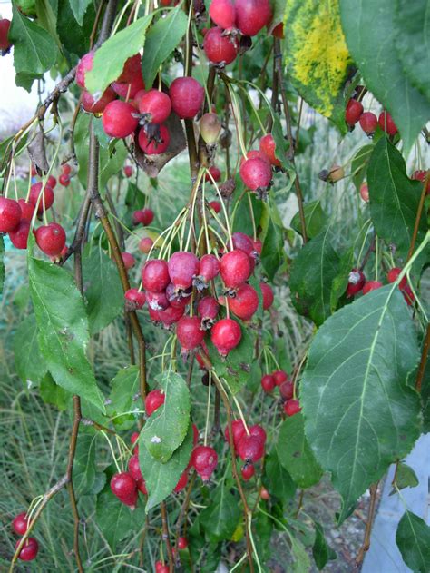 Benefits and Uses of Crabapple | hubpages