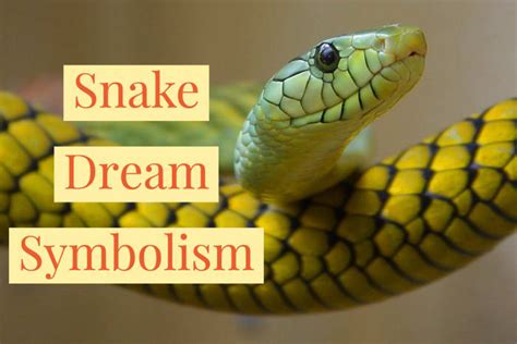 The Meaning And Symbolism Of Snake Dreams Exemplore Paranormal