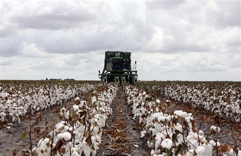 Cotton Farmers To Get 300 Million In Federal Aid