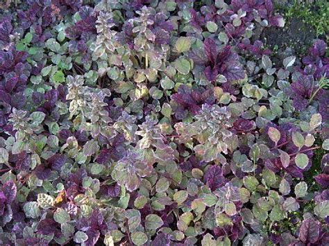 Carpet Bugle Groundcovers Perennials Height Under 6 In