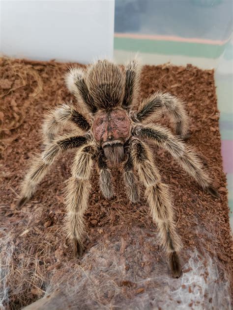 Ive Had My Male Rose Hair Tarantula For Over 4 Years Now And He Has Yet To Molt Should I Be
