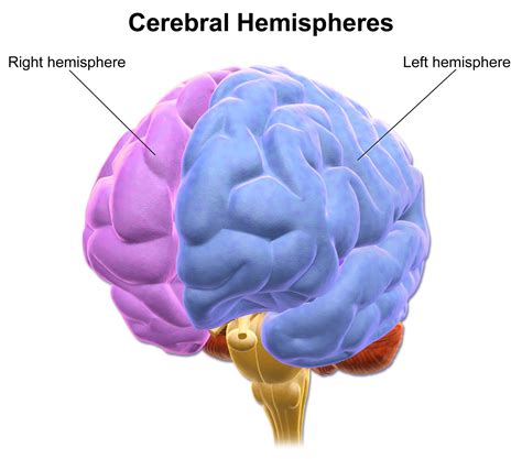 Cerebral Hemisphere Wikipedia