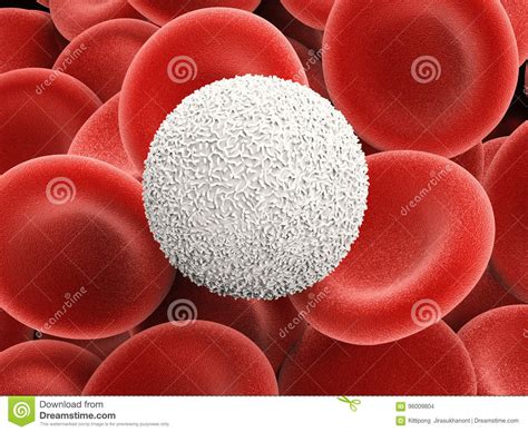 White Blood Cells With Red Blood Cells Stock Illustration