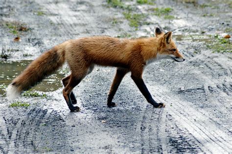 Can You Have A Pet Fox In North Carolina Petswall