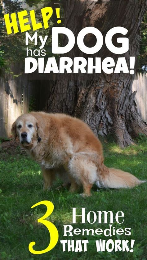 What To Do When Your Dog Has Diarrhea 3 Simple Home Remedies Dog