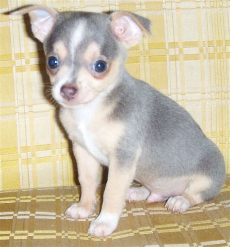 Little Blue Chihuahua Malelooks Just Like My Ranger When We First