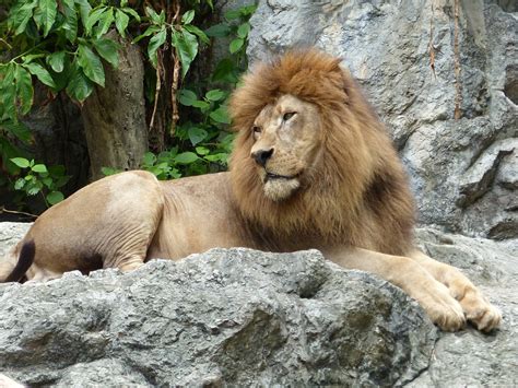 Lion Zoo · Free Photo On Pixabay