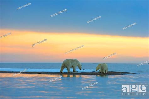 Polar Bear Mother With Cub Ursus Maritimus Kaktovik Arctic