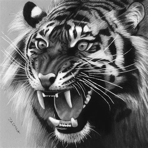 Realistic Pencil Drawing Of A Tiger Desenho De Animais Desenhos De Images