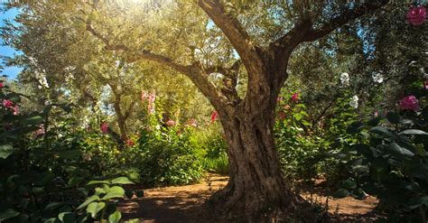 Garden Of Gethsemane Scripture Luke Fasci Garden