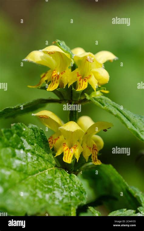 Blooming Yellow Archangels Lamium Galeobdolon Stock Photo Alamy