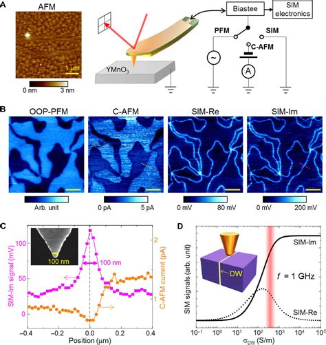 Low Energy Structural Dynamics Of Ferroelectric Domain Walls In