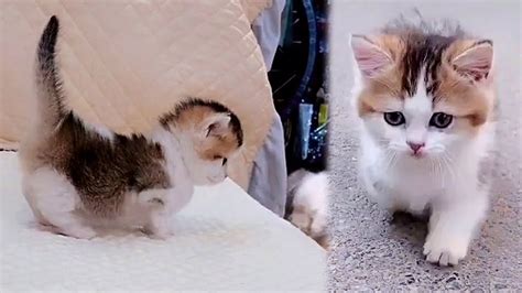 Little Cute Munchkin Kitten Youtube
