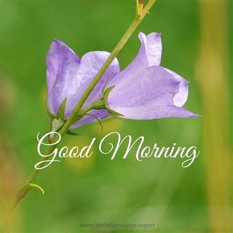 Good Morning Image With Purple Flowers Pictures Photos And Images For