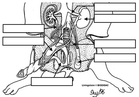 Diagram Male Reproductive System Fetal Pig Diagram Mydiagramonline