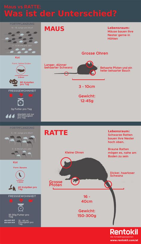 Rentokil Erkl Rt Den Unterschied Maus Oder Ratte