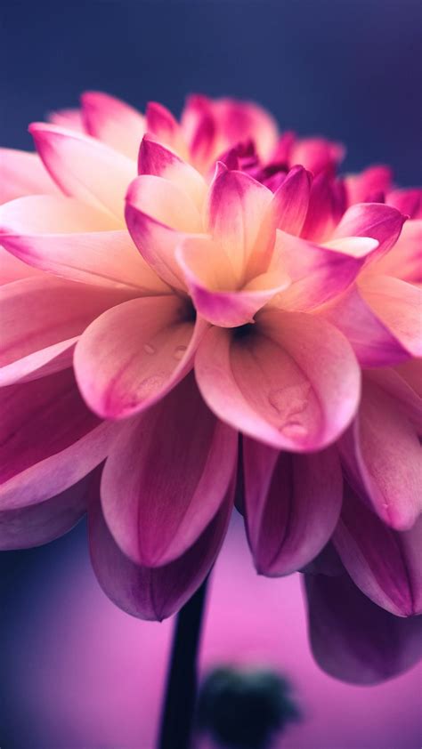 Download Wallpaper 938x1668 Flower Pink Petals Bud Close Up Iphone 876s6 For Parallax Hd