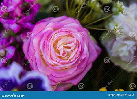 Closeup View Of Beautiful Pink Rose In The Flowers Garden Stock Image