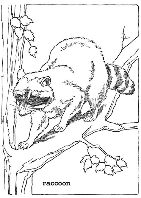 10 Forest Animal Coloring Pages The Graphics Fairy
