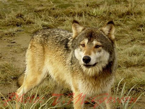 Abes Animals Kenai Peninsula Wolf