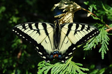 Butterfly Canadian Tiger Swallowtail Male Papilio Canadensis