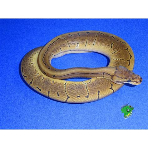 Woma Pinstripe Ball Python Baby Strictly Reptiles Inc