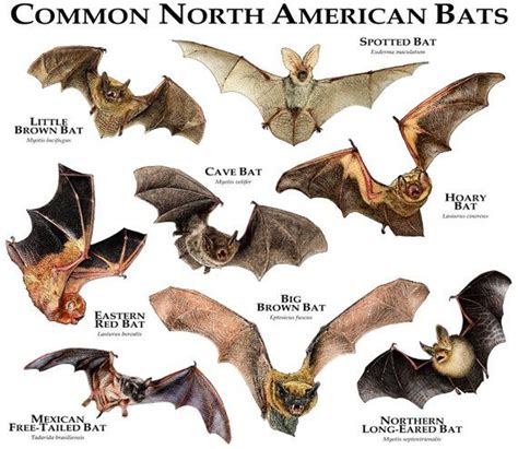 Common Bats Of North America Poster Print Etsy Bat Species Mammals
