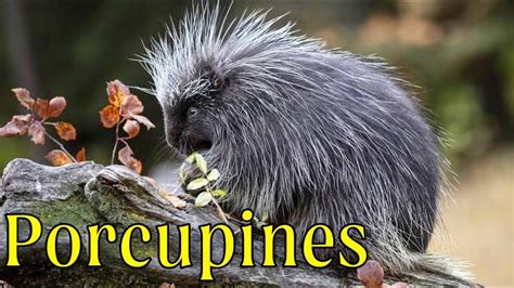Porcupines Give You 30000 Reasons To Back Off Amazing Facts About