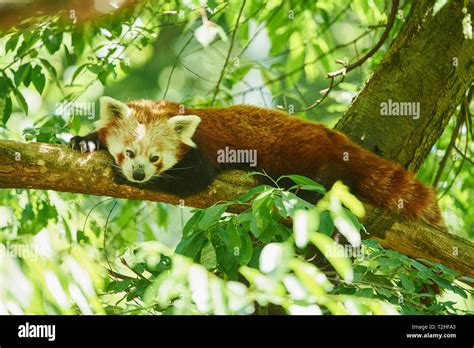 Red Panda Ailurus Fulgens Lying On A Tree Branch Hi Res Stock