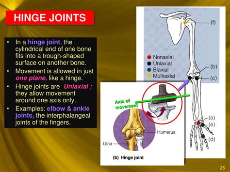 Ppt Classification Of Joints Powerpoint Presentation Free Download 162