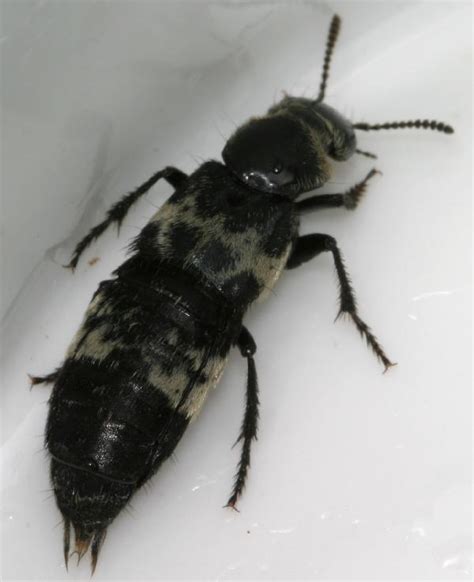 Hairy Rove Beetle The Backyard Arthropod Project