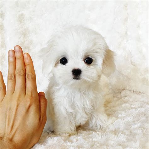 tiny teacup maltese xs female gorgeous iheartteacups