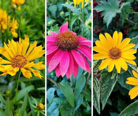 Late Summer Blooming Perennial Flowers Crafty For Home
