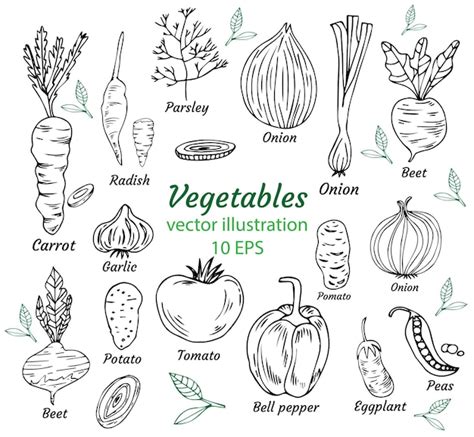 Premium Vector Vegetables Doodle Drawing Collection