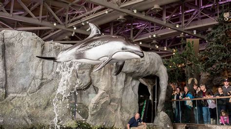 Shedd Aquarium Celebrates Pacific White Sided Dolphin Calfs 1st