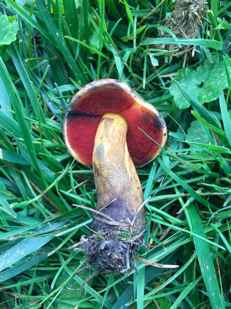 Boletus Subvelutipes By Richard Jacob 2 Western Pennsylvania