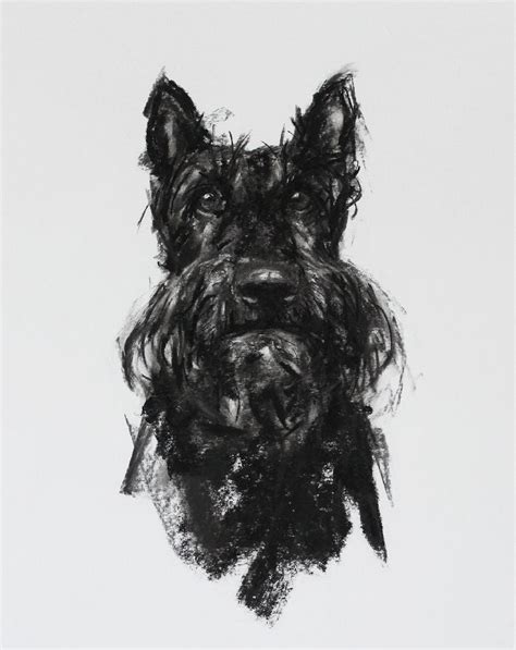 Scottie Dog Charcoal Sketch Original Paintmydog Dog Art