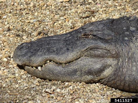 American Alligator Alligator Mississippiensis Crocodilia