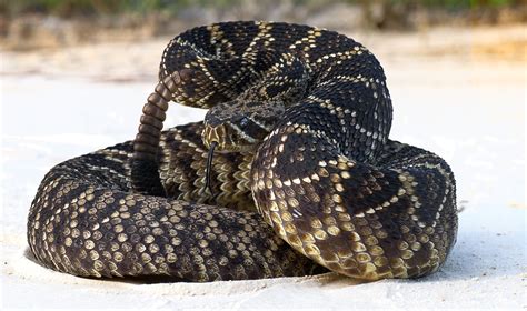 Dozens Of Rattlesnakes Found Inside Homeowner S Garage