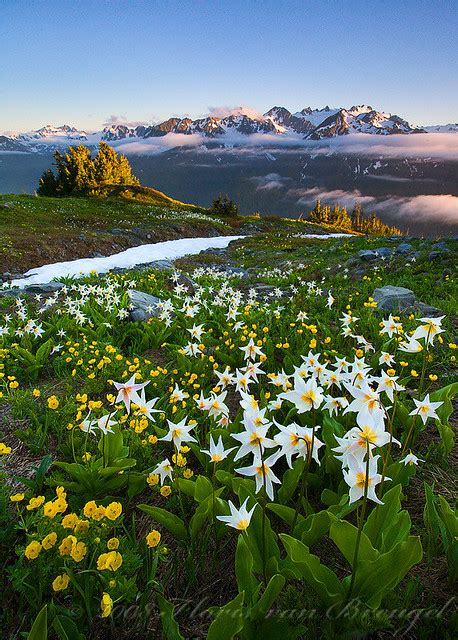 Flowers For Olympus Avalanche Lilies And Buttercups In The Flickr