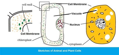 Plant cells are called photoautotrophic cells because they use sunlight to synthesize their food. CBSE Class VIII (8th) Science | Chapter 8. CELL ...