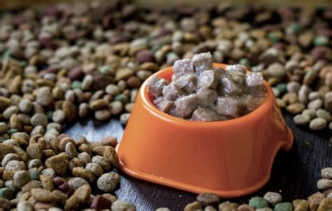 However, wet foods are usually more nutritious, and canned varieties are more carefully regulated. How to compare nutrient levels of wet and dry dog food?