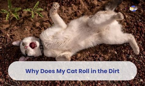 Why Does My Cat Roll In The Dirt 9 Reasons Behind It